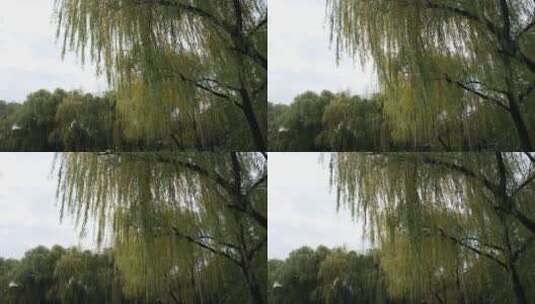 秋天微风中的柳树高清在线视频素材下载