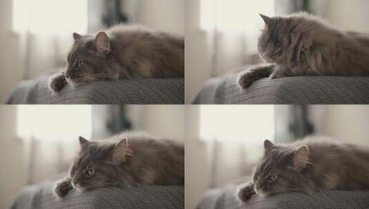 灰色猫躺在客厅沙发上的特写高清在线视频素材下载
