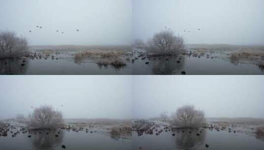 鸟群飞过鸭子养殖湖高清在线视频素材下载