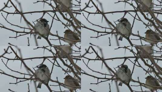 下雪天麻雀在树枝上高清在线视频素材下载