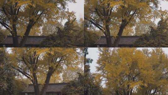 深秋银杏树叶黄了高清在线视频素材下载