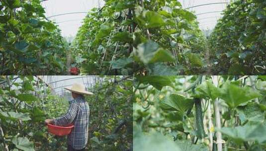 黄瓜种植高清在线视频素材下载