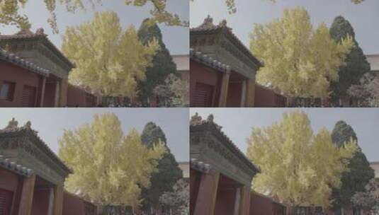 故宫秋景 紫禁城秋天 北京秋天空镜头高清在线视频素材下载