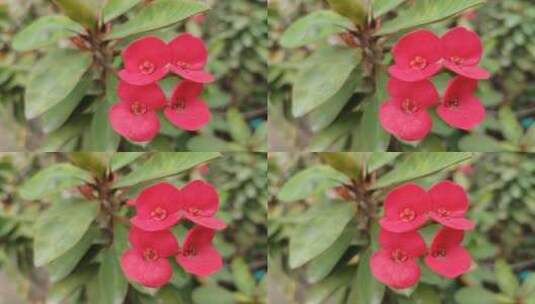 铁海棠花卉高清在线视频素材下载