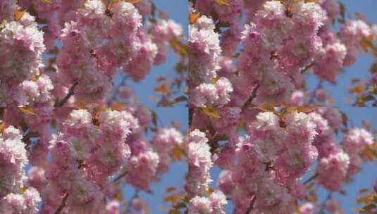 春天的樱花树特写高清在线视频素材下载