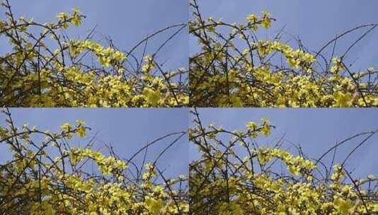 春天盛开的黄色迎春花随风摇曳慢镜头高清在线视频素材下载