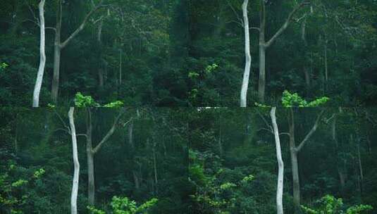 茂密丛林森林自然风光高清在线视频素材下载