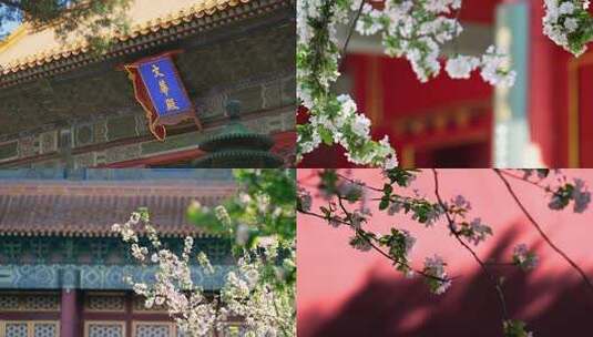 4K升格实拍北京故宫内盛开的海棠花丁香花高清在线视频素材下载