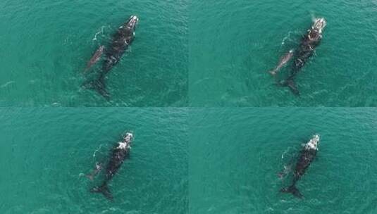 南露脊鲸的母亲和幼鲸高清在线视频素材下载