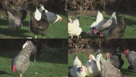 一群鸡在室外觅食高清在线视频素材下载