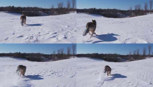狗在雪地上奔跑高清在线视频素材下载