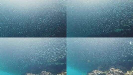 大海中的鱼群高清在线视频素材下载