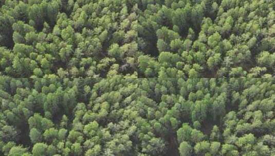 航拍绿色樟子松松林高清在线视频素材下载