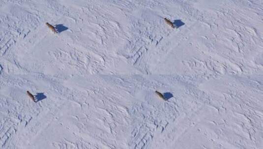 行走在雪地的郊狼高清在线视频素材下载
