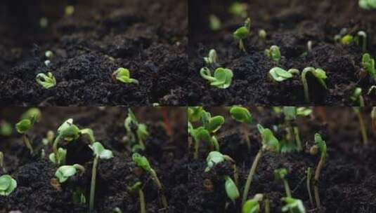 从地面发芽和植物高清在线视频素材下载