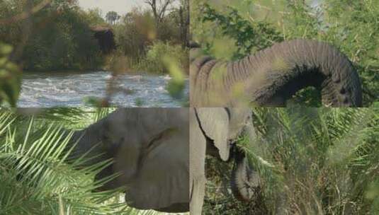野外大象进食高清在线视频素材下载