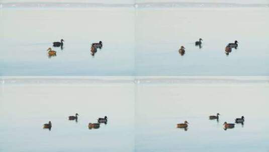 湖面上游泳的鸭子高清在线视频素材下载