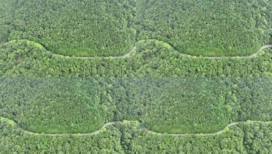 森林公路航拍山路树林道路俯拍林间道路风景高清在线视频素材下载