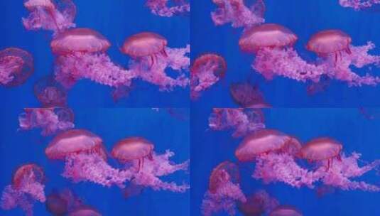 水母 海洋生物高清在线视频素材下载