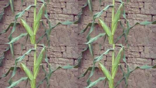 老屋土墙边种植的玉米高清在线视频素材下载