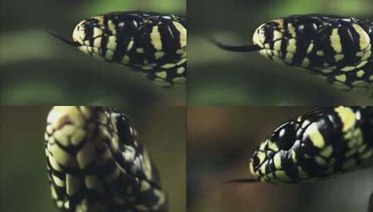 蛇吐蛇信高清在线视频素材下载