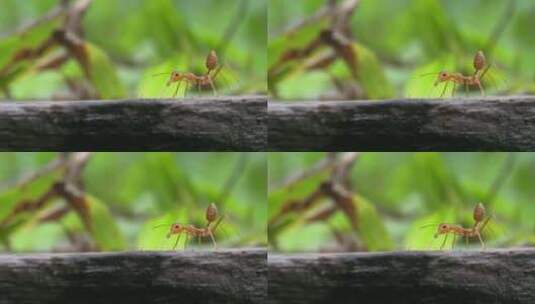 8K蚂蚁黄猄蚁自然空镜昆虫动物高清在线视频素材下载