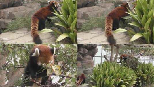 4K动物园小熊猫高清在线视频素材下载