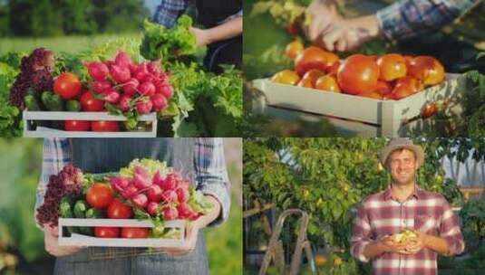 【合集】水果蔬菜丰收高清在线视频素材下载