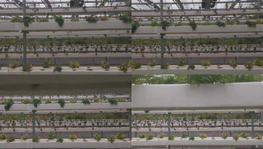 温室大棚农业有机蔬菜种植实拍高清在线视频素材下载