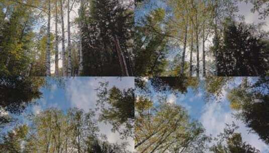 蓝天下的白桦树高清在线视频素材下载