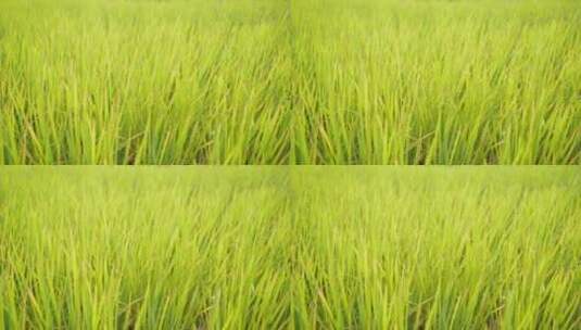 稻谷 稻穗 稻子谷子高清在线视频素材下载