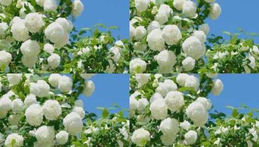 白色木绣球花 自然风光高清在线视频素材下载