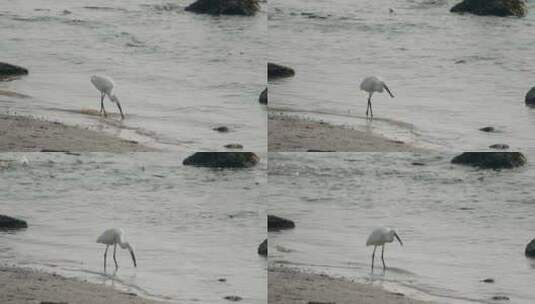 深圳湾红树林湿地生态高清在线视频素材下载