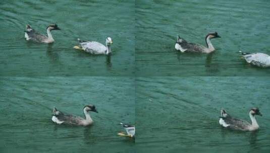湖面下雨天鹅野鸭游泳高清在线视频素材下载
