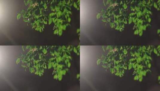 夜晚路灯随风飘荡的树叶高清在线视频素材下载