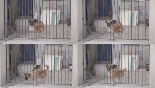 农村小狗在铁围栏后面张望高清在线视频素材下载