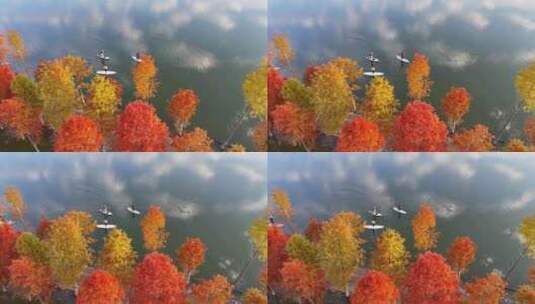 落羽杉 红杉林 秋 色彩 秋天 红叶高清在线视频素材下载