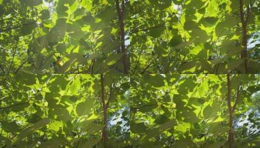 春天山谷森林嫩绿红果桑树叶高清在线视频素材下载