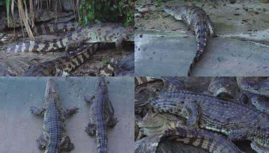 鳄鱼养殖鳄鱼池鳄鱼高清在线视频素材下载