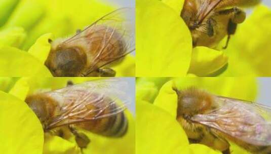 微距特写蜜蜂采蜜头伸进花心绒毛清晰可见高清在线视频素材下载