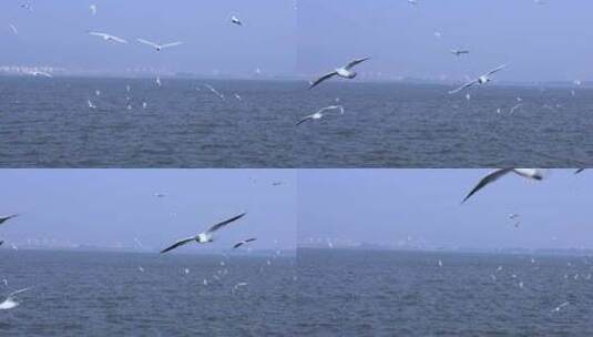 海鸥海边挥动翅膀靠近高清在线视频素材下载