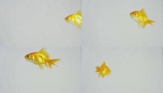 金鱼在清澈的水中游泳高清在线视频素材下载