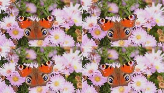 以花为食的蝴蝶唯美采蜜小清新高清在线视频素材下载