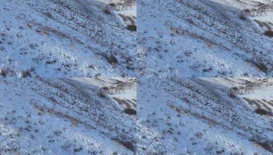 雪原山坡奔跑的狍子高清在线视频素材下载