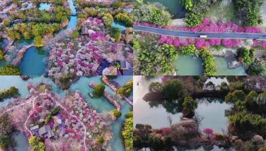 （合集）杭州西溪湿地梅花高清在线视频素材下载