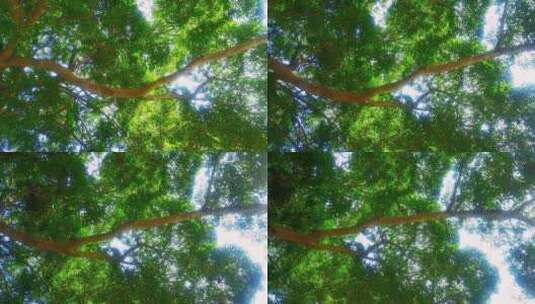 树干树枝3高清在线视频素材下载