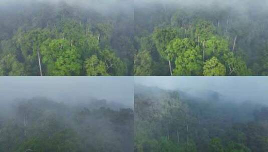 晨雾中的原始森林航拍高清在线视频素材下载