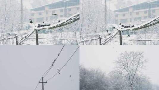雪中电线上的乌鸦鸟群高清在线视频素材下载
