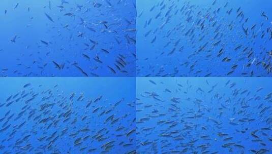 海底的热带鱼群高清在线视频素材下载
