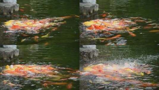 池塘 清澈 锦鲤 金鱼 游动 嬉戏高清在线视频素材下载
